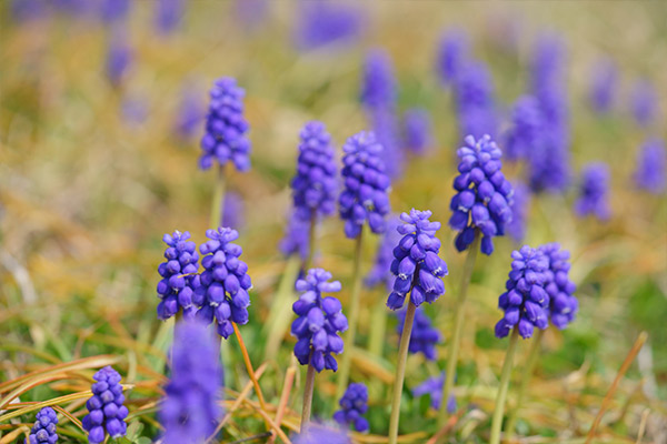 3月 ムスカリ